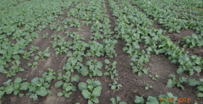 Article Image Runway 13