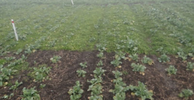 Article Image Runway 15