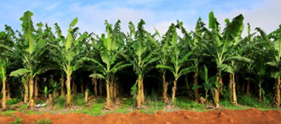 Banana_Plantation_In_Dalat_Vietnam
