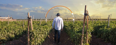 Protección de cultivos