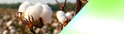 Alta Performance no Algodão Começa Aqui