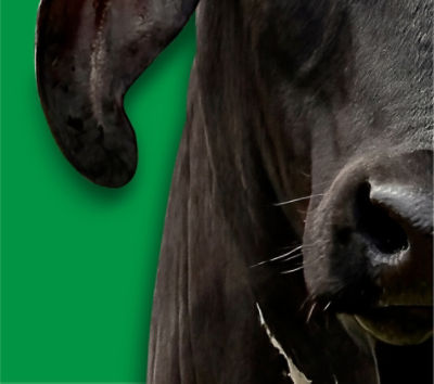 Protección de cultivos