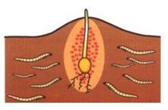 Belem beschermde zone