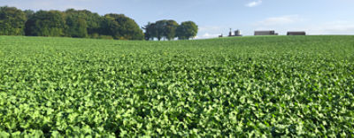 Belkar Oilseed Rape carousel1440x560.png