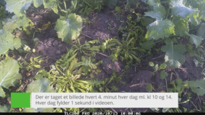 Belkar, raps, timelapse