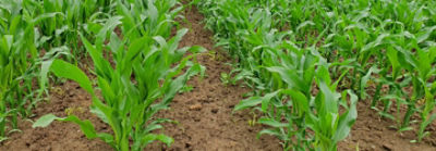 Bezoek_Maisproefveld_Sint_Lievens_Esse