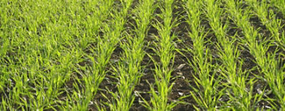 BizonCortevaArticleCover