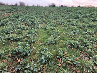 Blackgrass_in_oilseed_rape