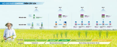 Bộ giải pháp Corteva trên cây lúa