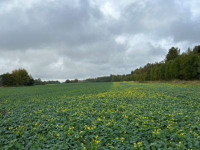 Foto: Diana Peedel: Põllu äärering pritsitud kvinmerak + metasakloor 2 l/ha, põllu seest pritsitud Belkar 0,25 l/ha + metazamix 0,75 l/ha.