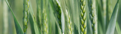 healthy wheat crop close up