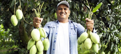 man holding bunch of green mangoes on both hands