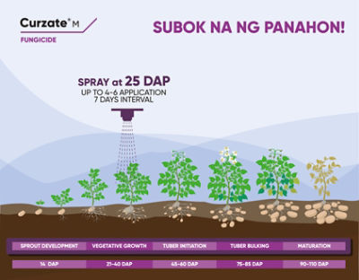 Curzate Timing of Application