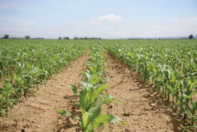 Campo de maiz tratado con Emir