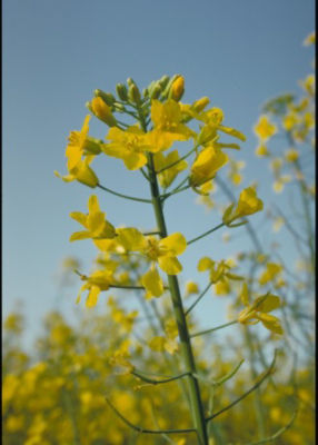 Canola