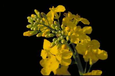 IMG-canola-CN-V1.tiff