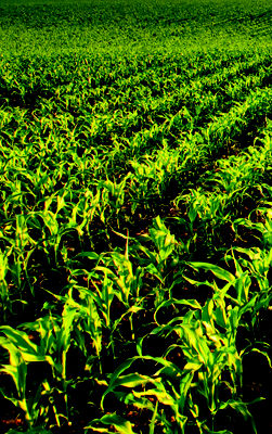 grass