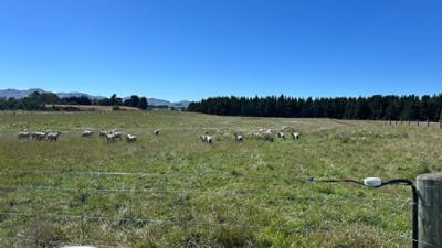 Fat lambs avoiding thistle infested areas in Cheviot