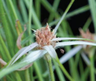Ciperácea Estrellita blanca