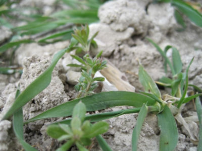 Cleavers