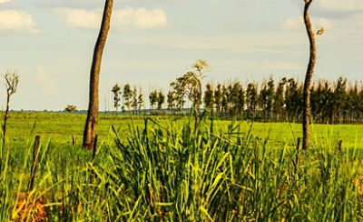 grassy field with trees