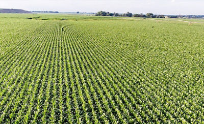 landscape of field rows