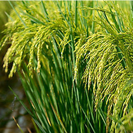 rice field