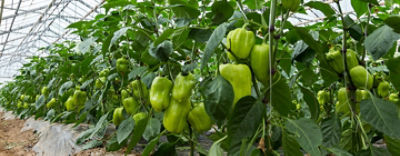 Closer desktop picture