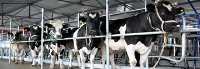 Cows Cold Chain Future
