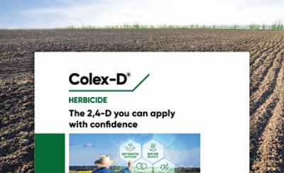 The 2,4 D you can apply  with confidence 
