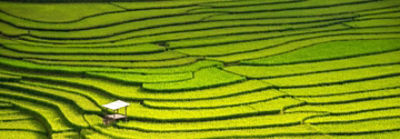 CollinsGreenQuote_mobile