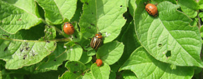 Coloradokever in aardappelen