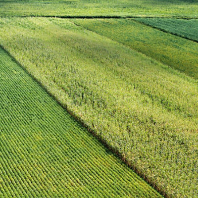 Corn-and-Soy-Field-Texture