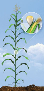 R4 Corn Growth Stage - Dough