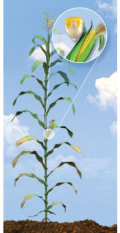 R5 Corn Growth Stage