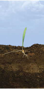 VE - V1 Corn Growth Stages