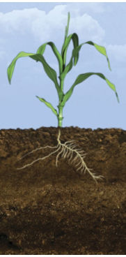 V3 Corn Growth Stage