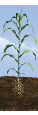 V9 Corn Growth Stage