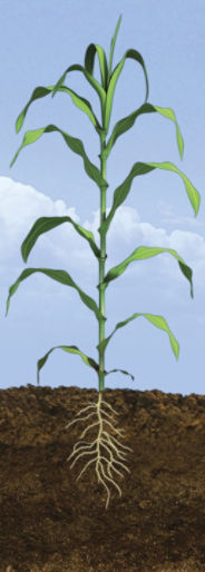 V9 Corn Growth Stage