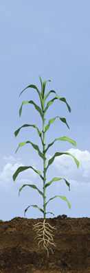 V6 - V8 Corn Growth Stages