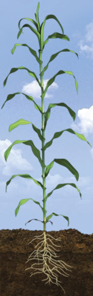 V18 Corn Growth Stage