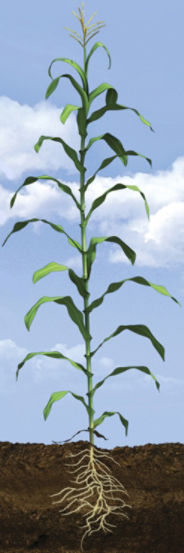 VT Corn Growth Stage