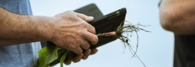 Corn_Emergence_6098_F_375_600