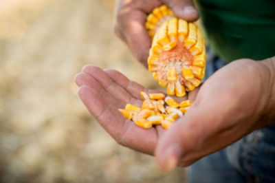 Corn_Harvest_Minnesota_C2068_F
