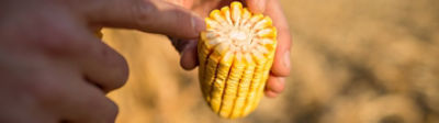 Corn_Harvest_Minnesota