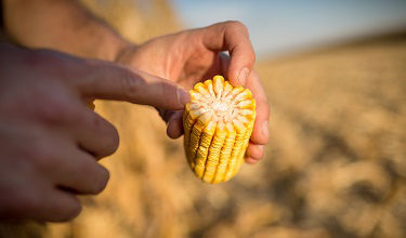 Corn_Harvest_Minnesota