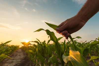 hand in corn