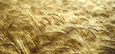 Corteva_Illustration_Verben_wheat_web.jpg