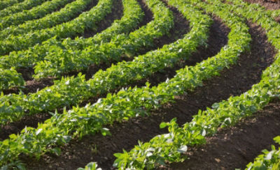Crops Protected