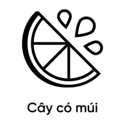 Cây có múi